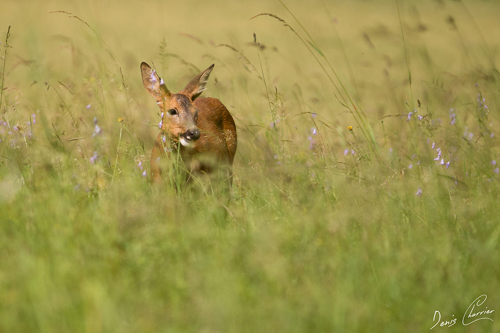 Chevrette dans une prairie en fleur